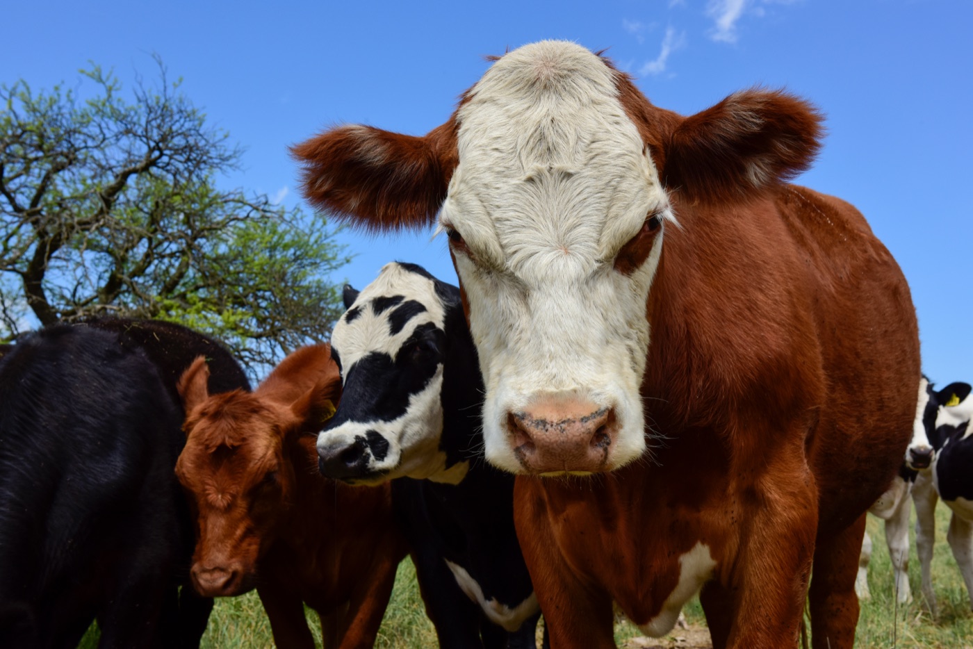 A group of cattle in the herd