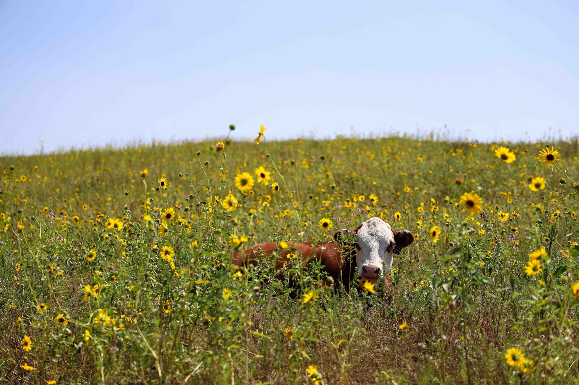A cow resting in a field of tall grass and sunflowers