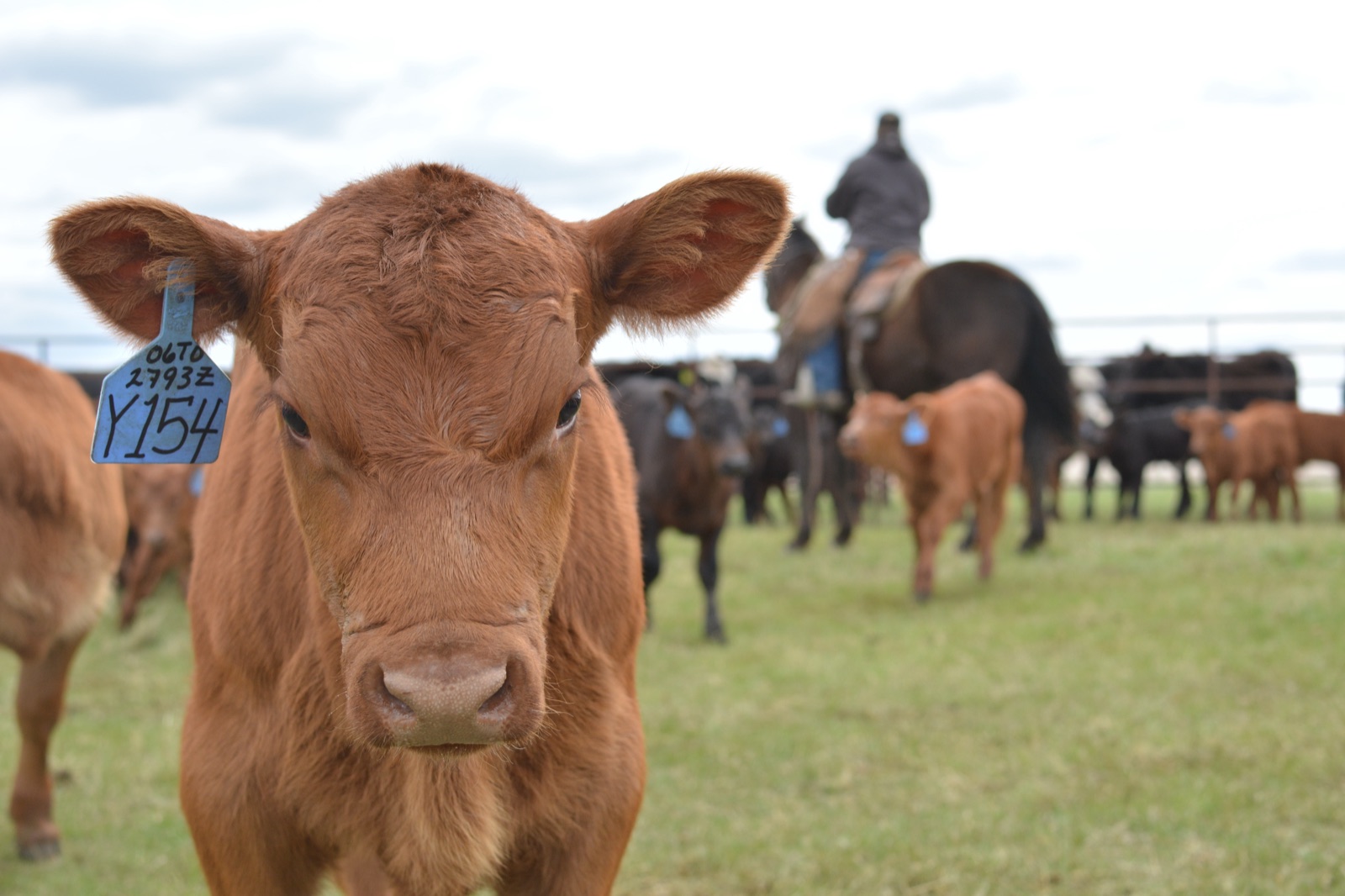 A tagged calf in the herd while a rider works cattle behind