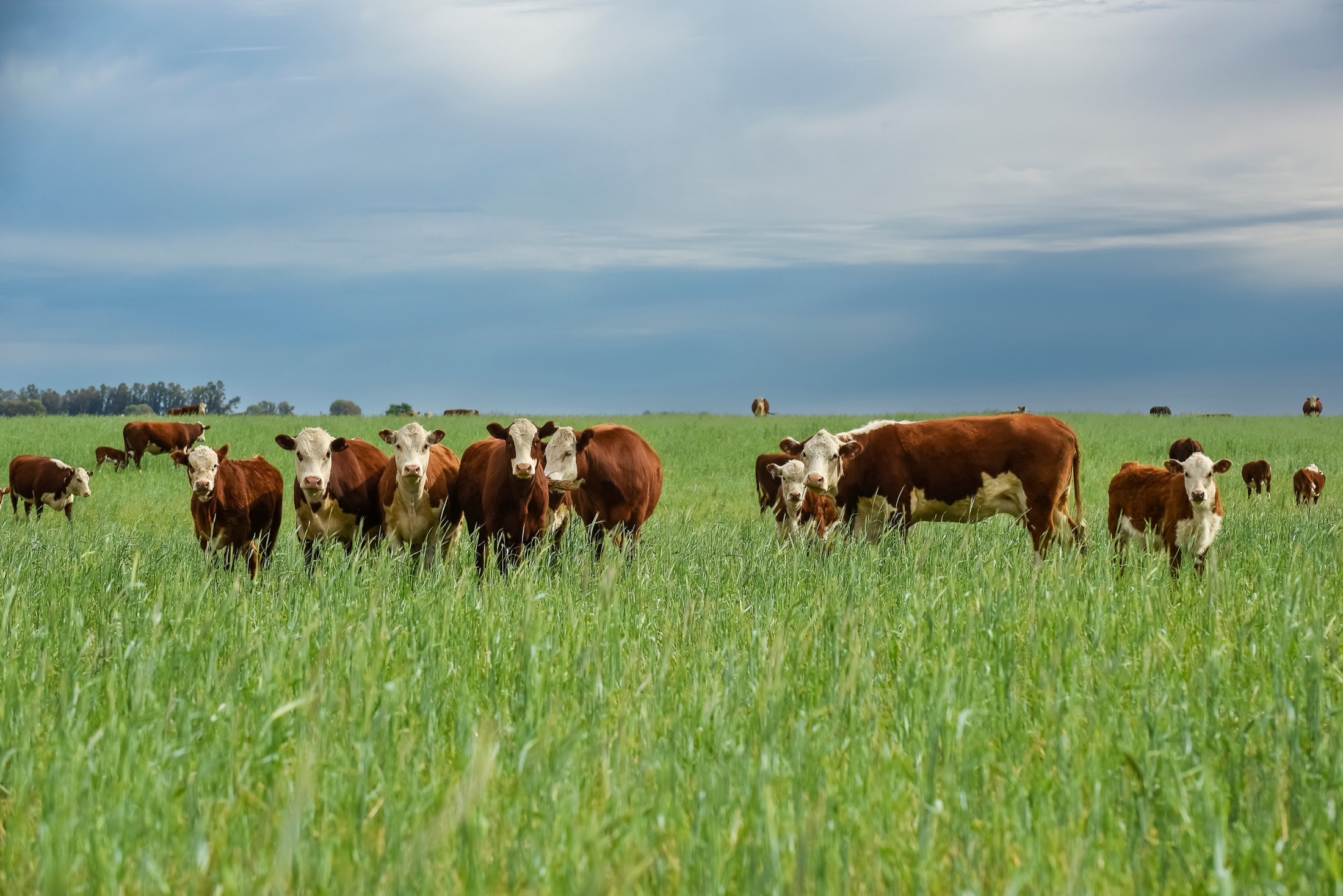 Cattle grazing open pasture under a wide sky